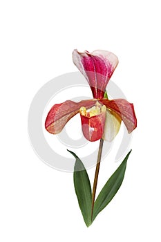 Single paphiopedilum Orchid