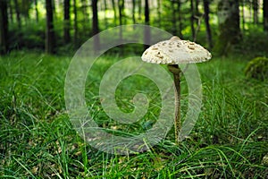 Single Parasol mushroom growing in green grass in forest, summer season nature details