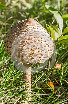 Single parasol mushroom Lepiota Procera or Macrolepiota Procera in the grass
