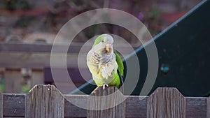 Single parrot Monk Parakeets Myiopsitta monachus eating bread