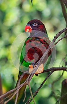 Single parrot (Trichoglossus haematodus, lorius chlorocercus)