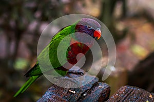 Single parrot (Trichoglossus haematodus, lorius chlorocercus)