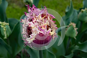 Single parrot tulip in the Keukenhof in 2022 in the Netherlands