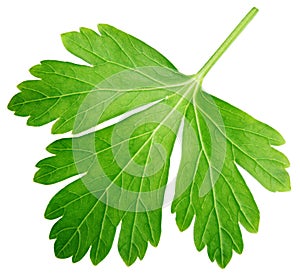 Single parsley herb coriander leaf isolated on white