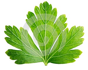 Single parsley herb (coriander) leaf isolated on white