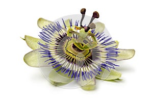 Single Passiflora edulis flower