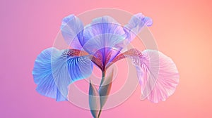 A Single Pastel Blue Iris Flower Bloom