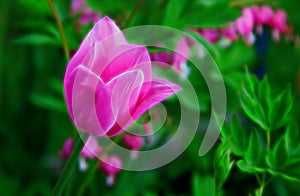 Single Pastel Tulip in Garden Macro With Green Background