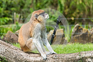Single Patas monkey portrait erythrocebus patas