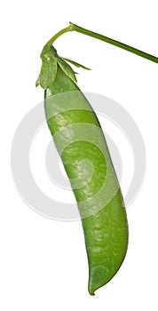 Single pea pod isolated on white