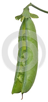 Single open green pea pod on white