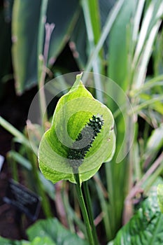 A Single Peace Lily Flower
