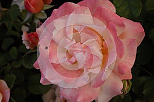 Single Peach Rose