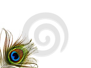 Single Peacock Feather - Isolated