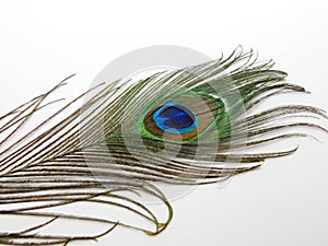 Single Peacock feather isolated on white background