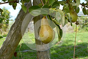 Single pear hanging from branch photo