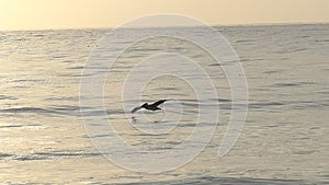Single Pelican Bird Flying Over the Ocean in Slow Motion
