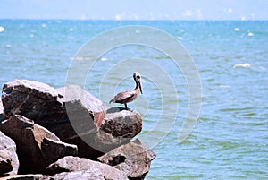 Single pelican on the rocks