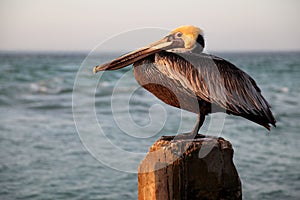 Single Pelican on Wood Post