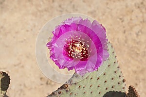 Single Perfect Magenta Beavertail Cactus Flower