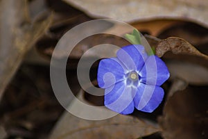 A Single Periwinkle Flower - Vinca Minor