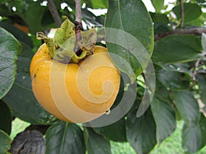 Single persimmon fruit on the tree in leaves