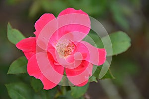 Single petal rose