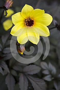 Single Petaled Yellow Dahlia Flower