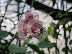 Single Phalenopsis kaleidoscop orchid flower