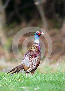 Single pheasant with beatiful plumage