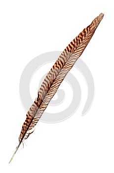 Single pheasant feather