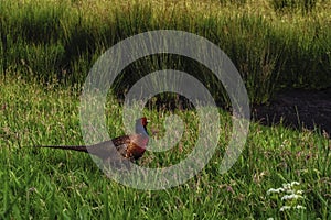 Single pheasant strawling through the high grass