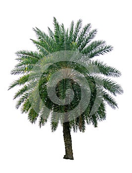 Single Phoenix Dates Palm tree isolated on white background, pinate silver leaf of palmae plant die cut with clipping path