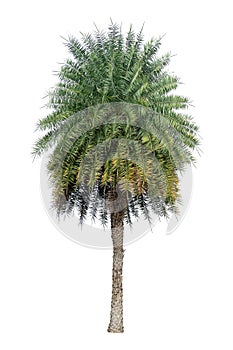 Single Phoenix Dates Palm tree isolated on white background, pinate silver leaf of palmae plant die cut with clipping path