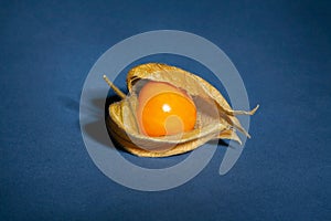 Single physalis on blue