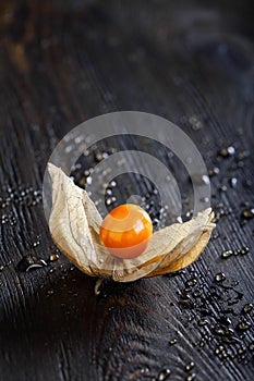 Single physalis fruit on dark background photo