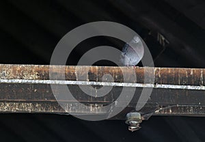 Single Pidgeon on a Rafter photo