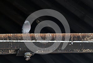Single Pidgeon on a Rafters