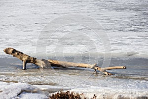 A single piece of tree trunk lies on the ice near the river
