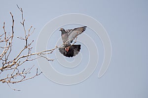 Single pigeon flying in air