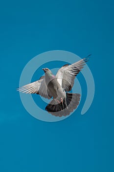 Single pigeon flying in air