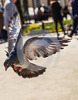 Single pigeon flying in air