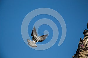 Single pigeon flying in air