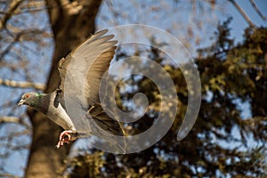 Single pigeon flying in air