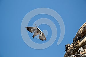 Single pigeon flying in air