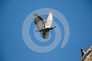 Single pigeon flying in  air