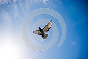 Single pigeon flying in  air