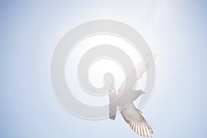 Single pigeon flying in  air