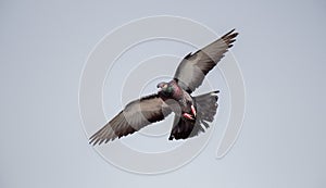 Single pigeon flying in  air