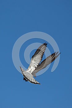 Single pigeon flying in  air